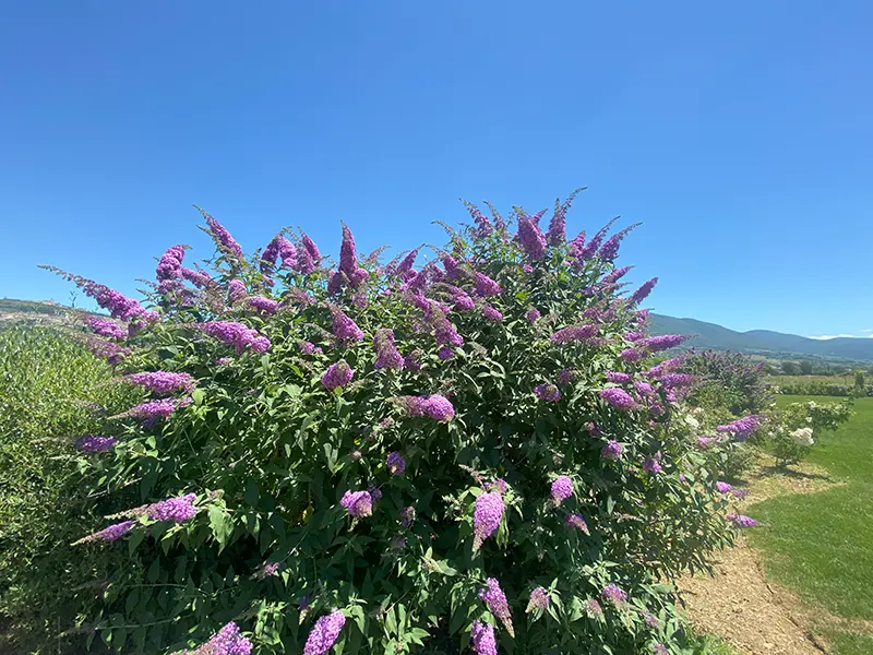 Buddleja davidii