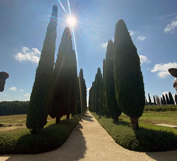 Cupressus sempervirens