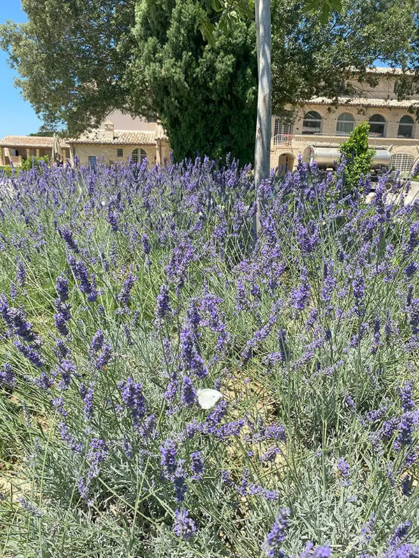 lavanda