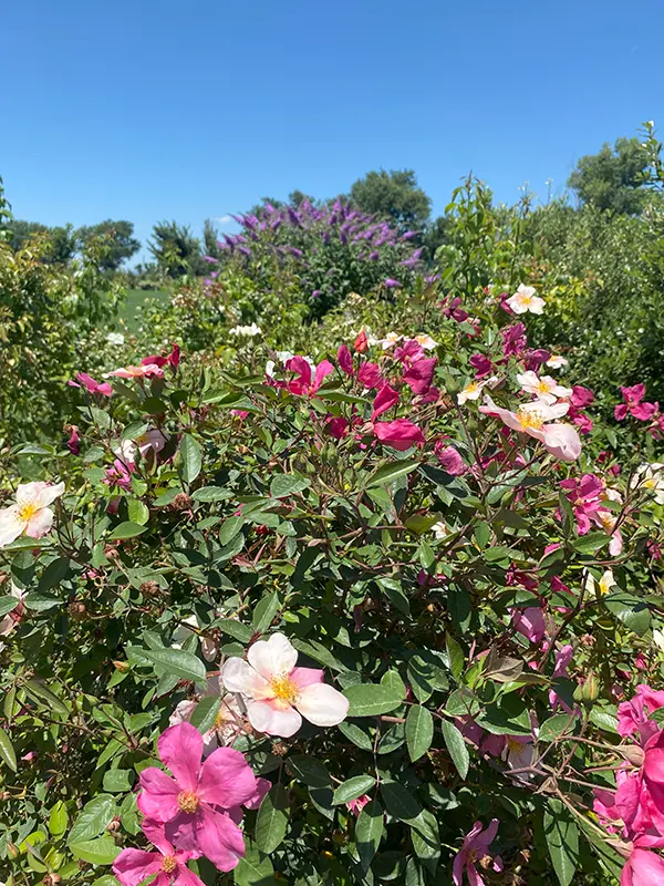 Rosa chinensis x mutabilis