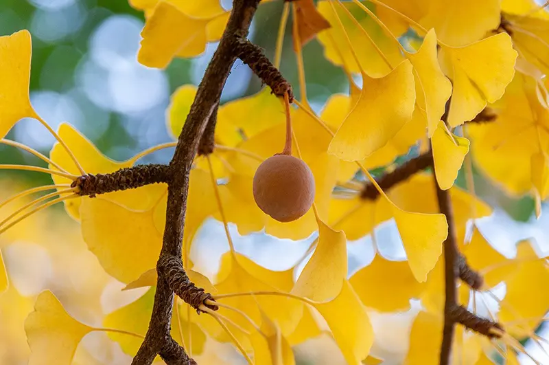 Ginkgo biloba