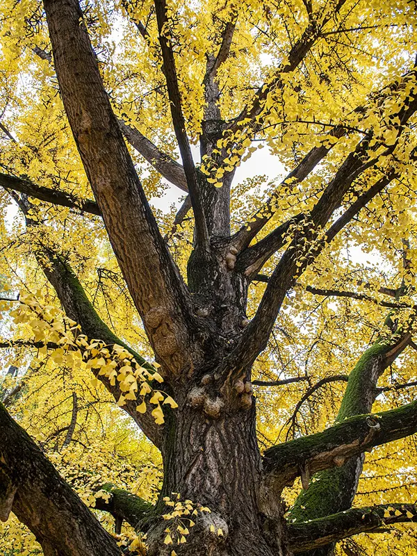 Ginkgo biloba