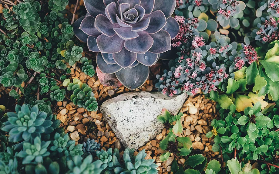 giardino roccioso con piante grasse