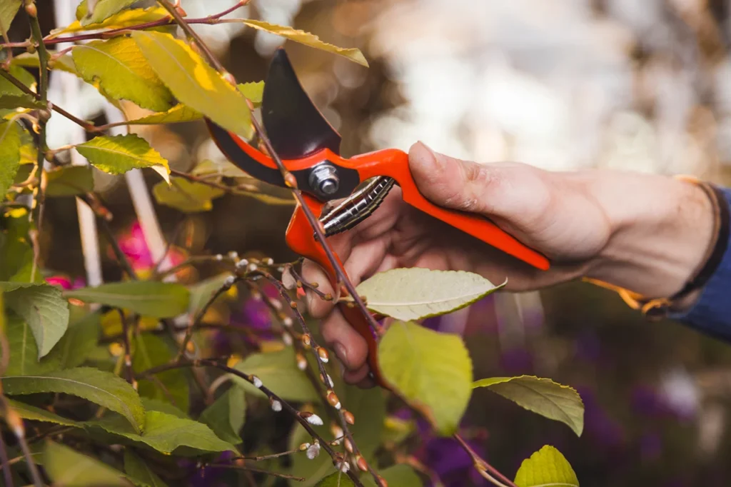 Manutenzione del giardino come funziona, periodicità e programmi