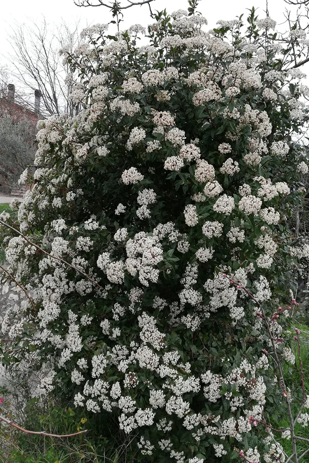 sempreverde - viburnum tinus spirit