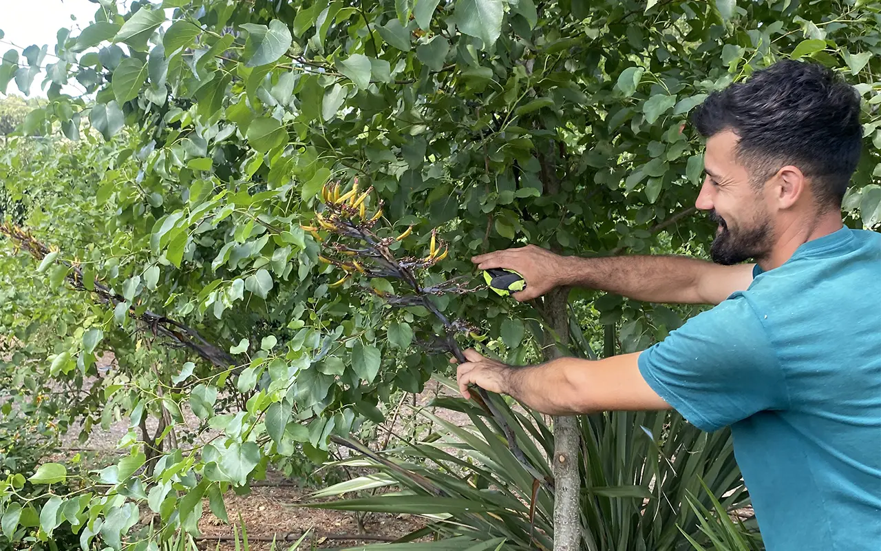 cura delle piante in giardino
